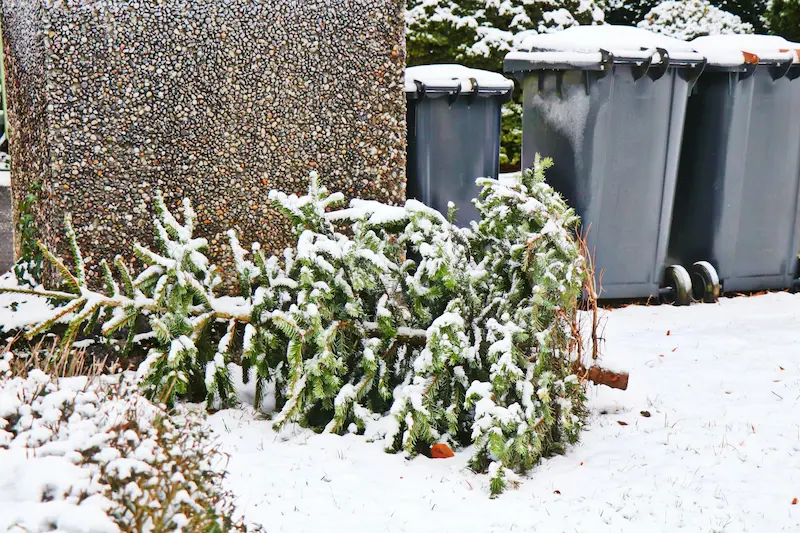 Shows a Christmas tree by some wheelie bins